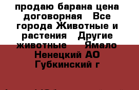 продаю барана цена договорная - Все города Животные и растения » Другие животные   . Ямало-Ненецкий АО,Губкинский г.